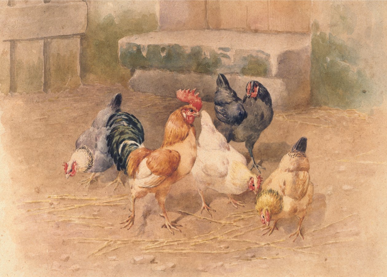 Kycklingar (akvarell med kroppsfärg på papper) av William Baptiste Baird