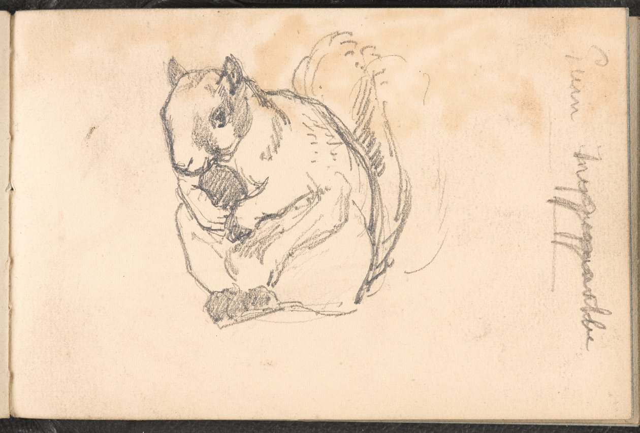 Skiss av en ekorre, 1879 ca av William Barnes Wollen