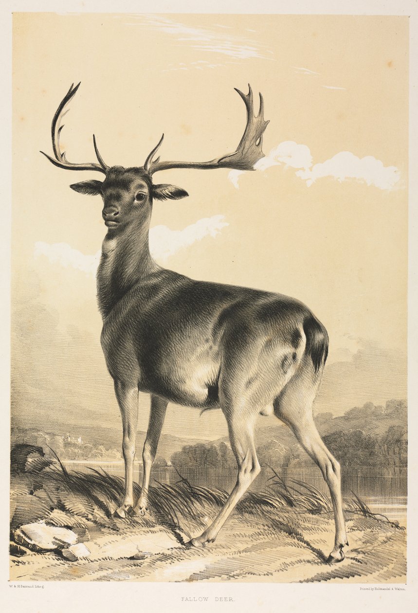 Dovhjort av William Barraud