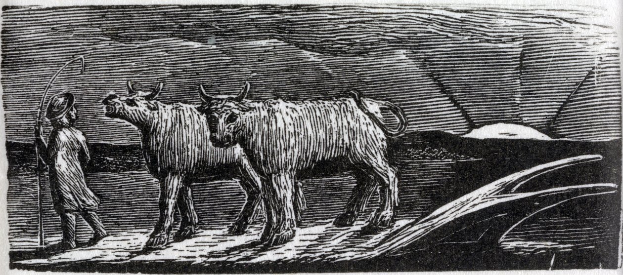 Unyoked Heifers Loitering Homeward, illustration från Dr. Thorntons 