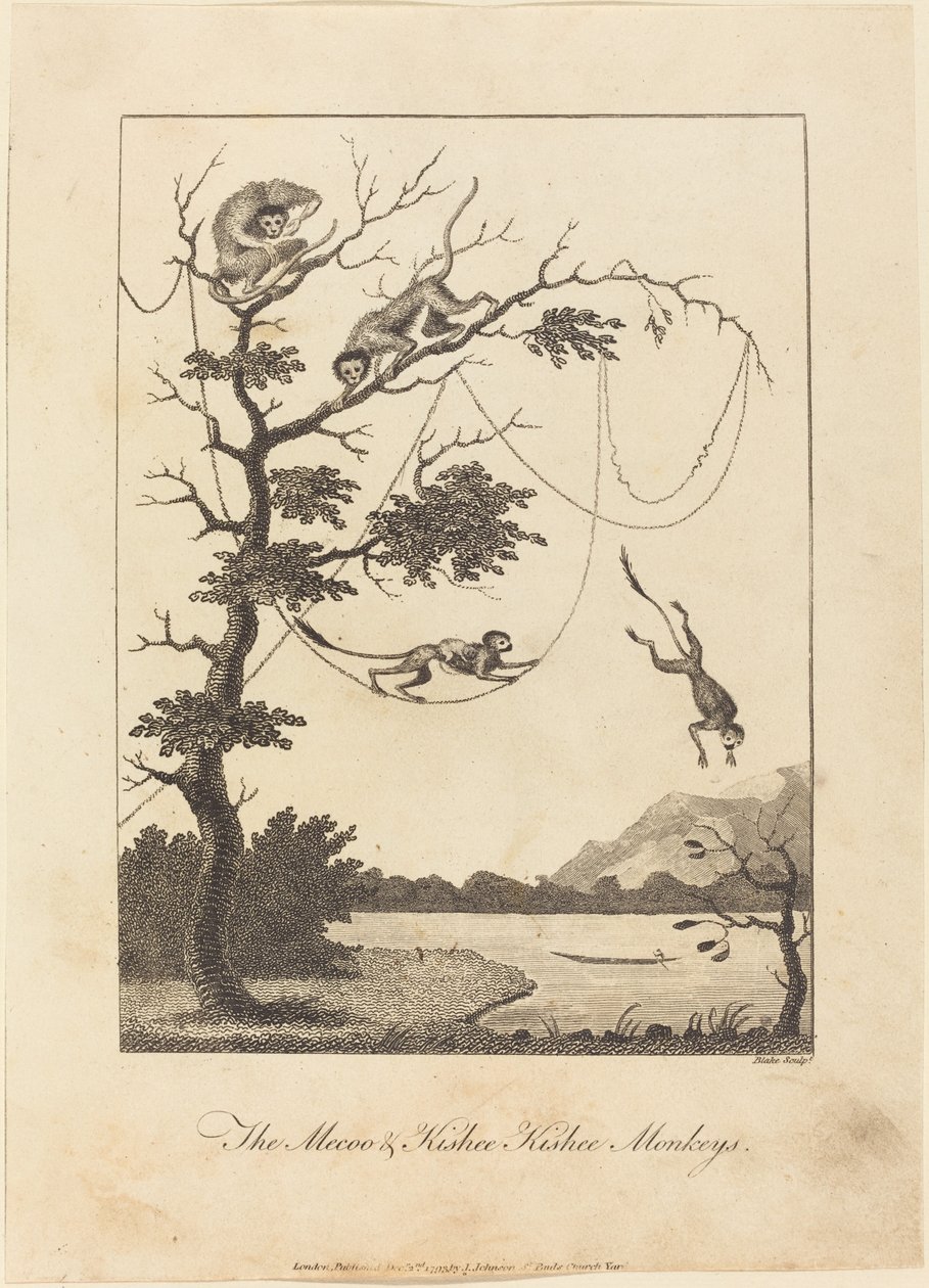 Mecoo & Kisbee Kishee-aporna av William Blake after John Gabriel Stedman