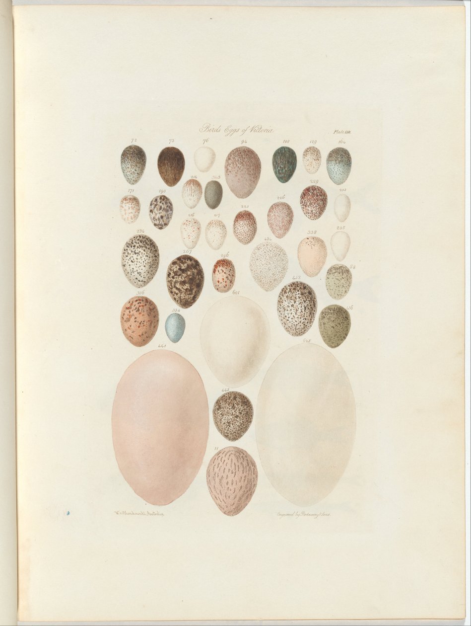 Birds eggs of Victoria.the opublicerade folio Australia Terra Cognita av William Blandowski. 1855-56 av William Blandowski