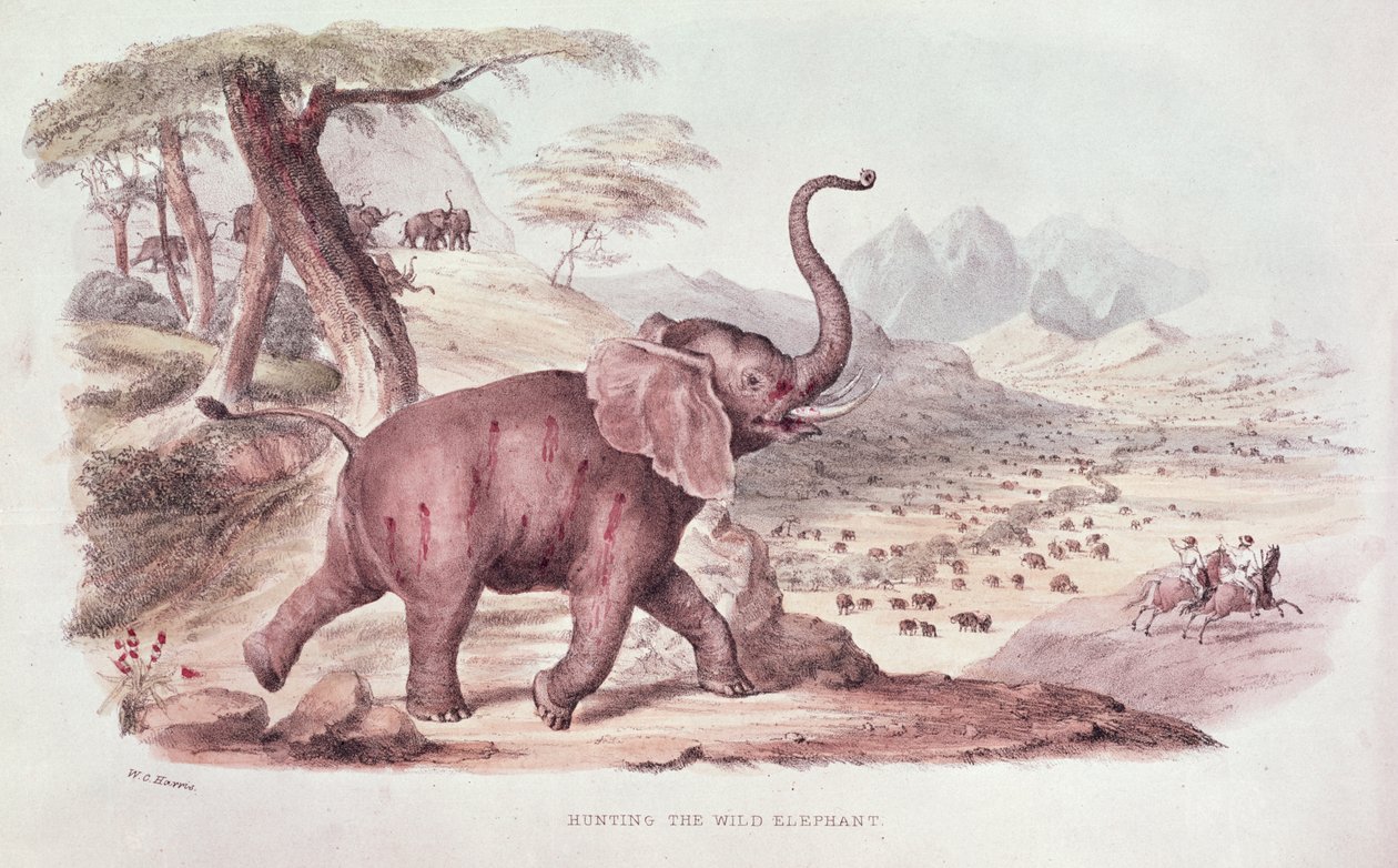 Jaga den vilda elefanten, illustration från "Wild Sports of South Africa" av W.C. Harris, 1841 av William Cornwallis Harris