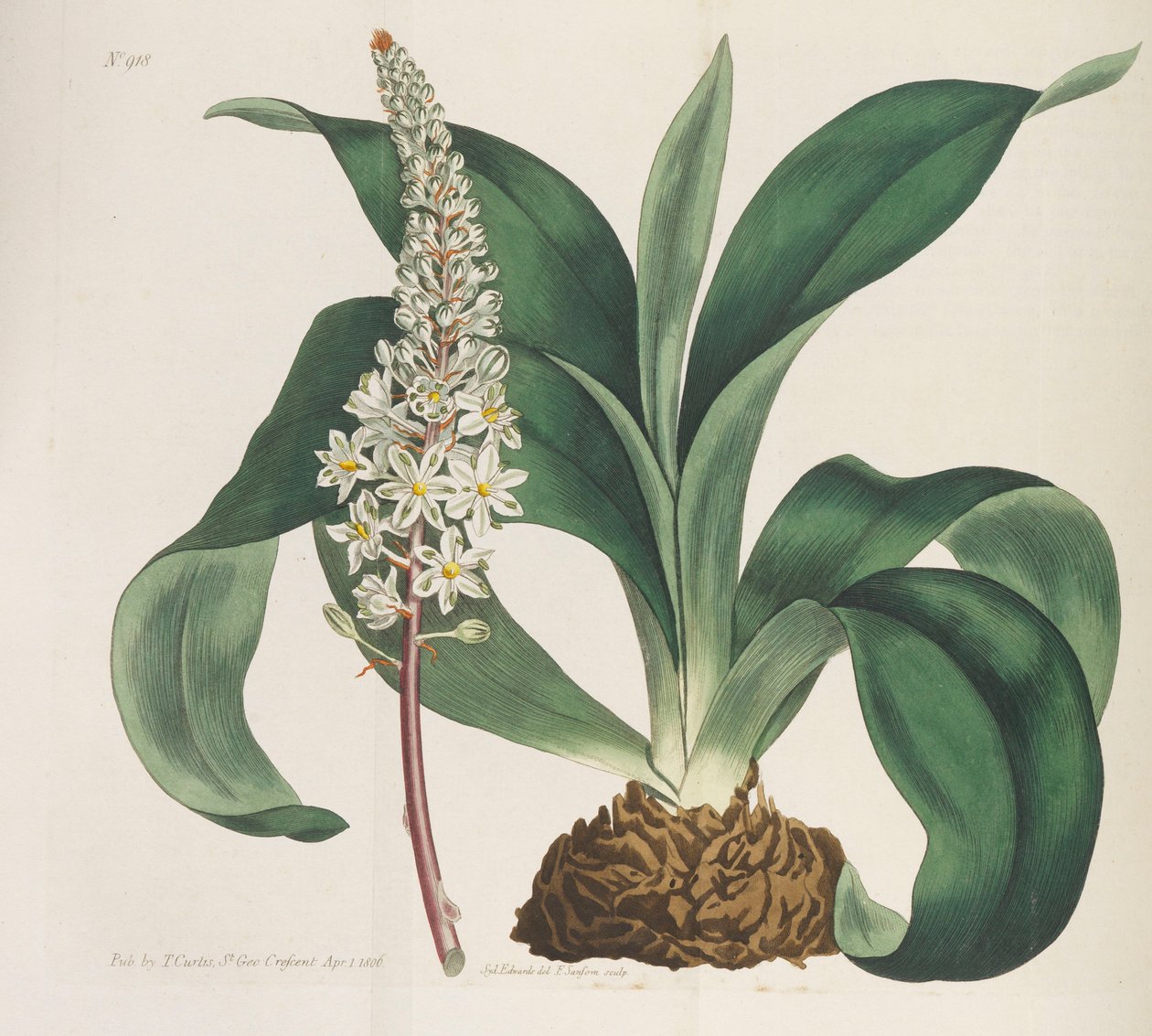 Botanisk tidskrift, 1787-1833. av William Curtis