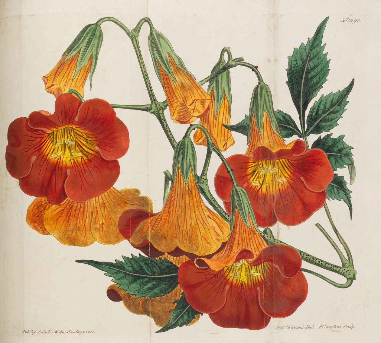 Botanisk tidskrift, 1787-1833. av William Curtis