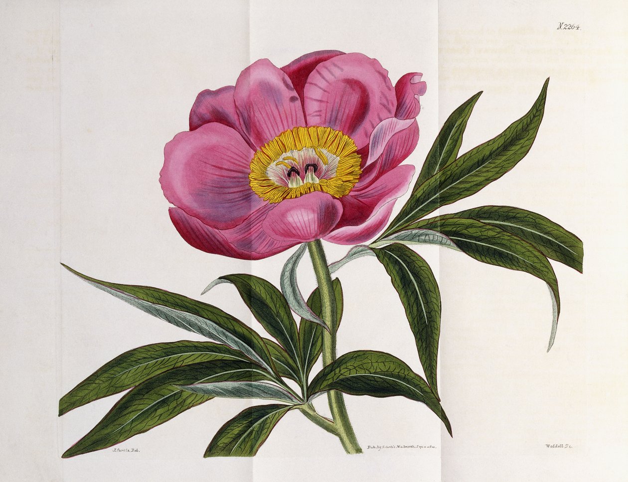 Illustration, nummer 2264, från "The Botanical Magazine", 1787-1826 av William Curtis