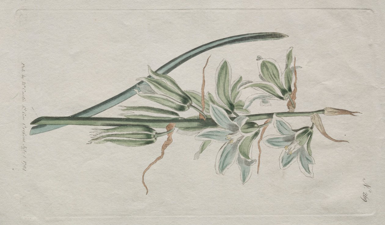 The Botanical Magazine eller Flower Garden Visas: Star of Bethlehem, 1794. av William Curtis