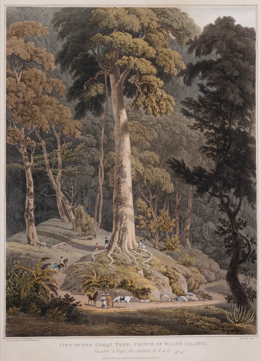 Utsikt över det stora trädet, Prince of Wales Island av William Daniell