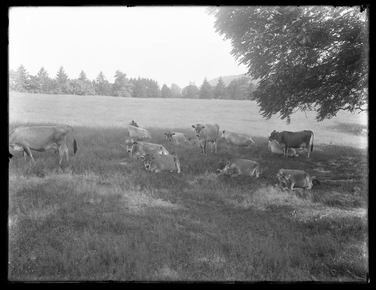 Kor vilar under ett träd, förmodligen McCready Farm, Crawford County, Pennsylvania, ca 1913 av William Davis Hassler