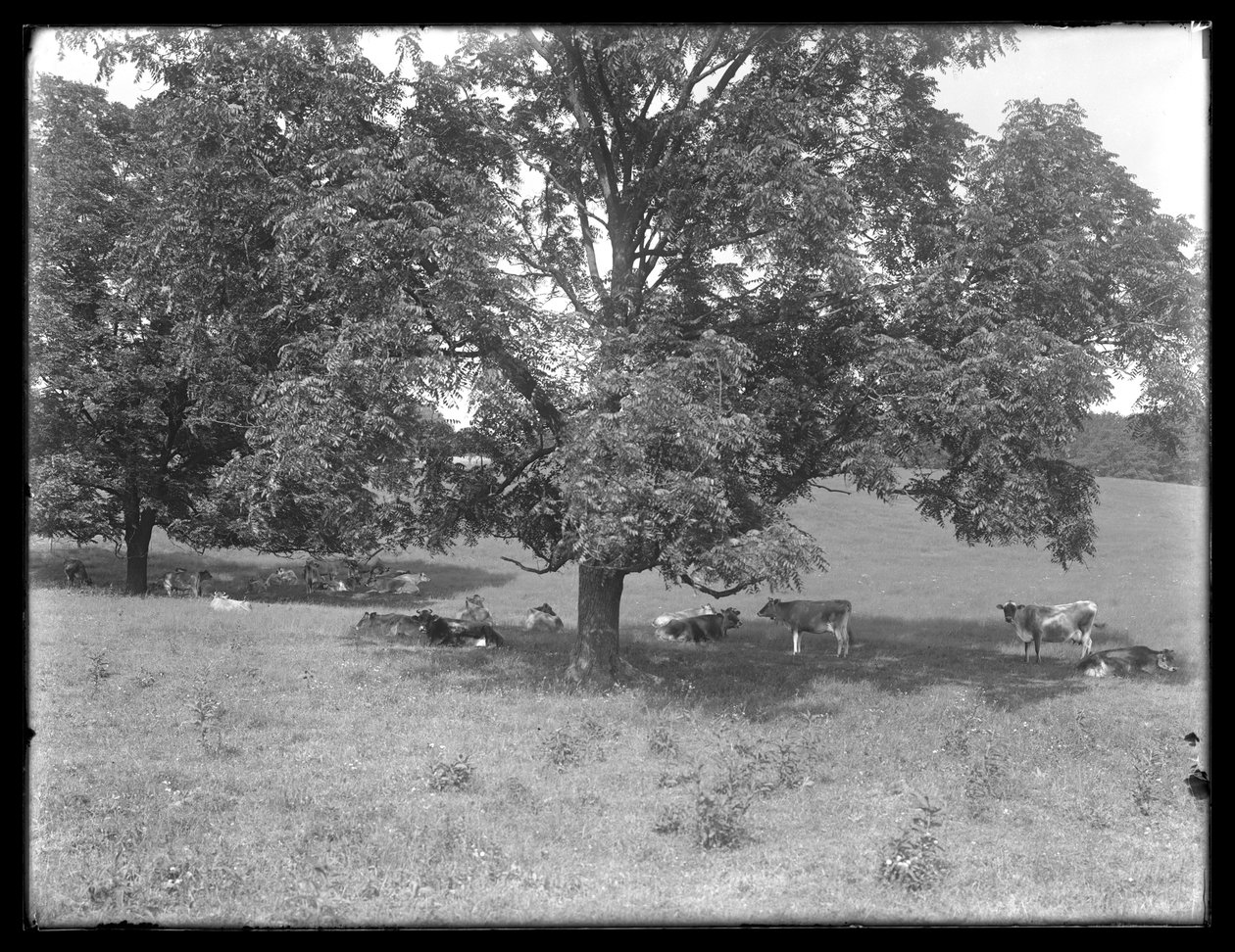 Kor vilar under ett träd, förmodligen McCready Farm, Crawford County, Pennsylvania, ca 1913 av William Davis Hassler