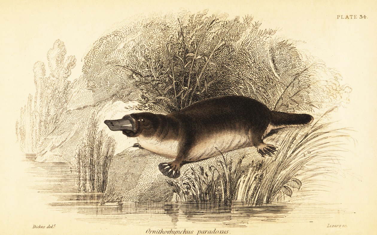 Platypus, Ornithorhynchus anatinus.,1841 (gravyr) av William Dickes