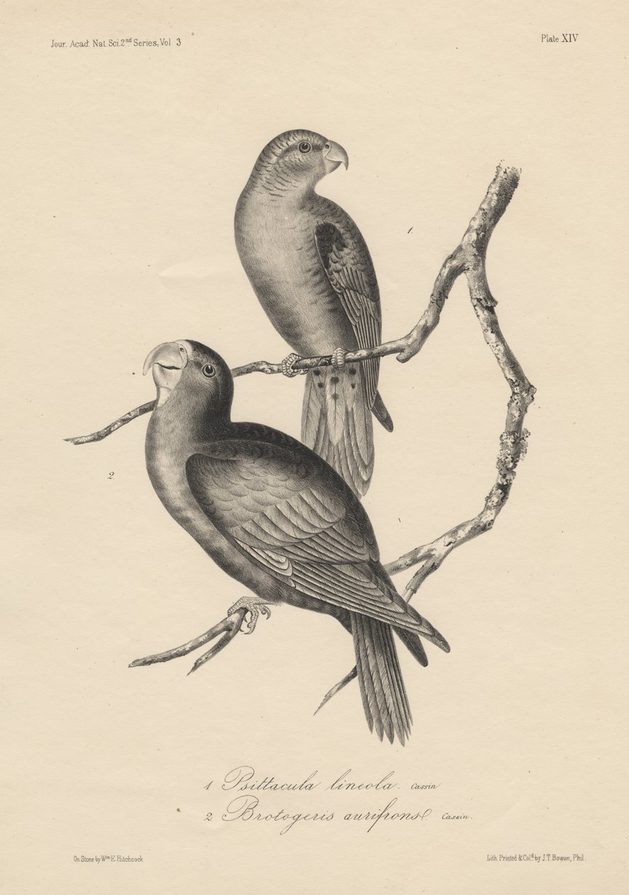 1. Psittacula lineola och 2. Brotogeris aurifrons, litografi av J.T. Bowen, 1850. av William E. Hitchcock