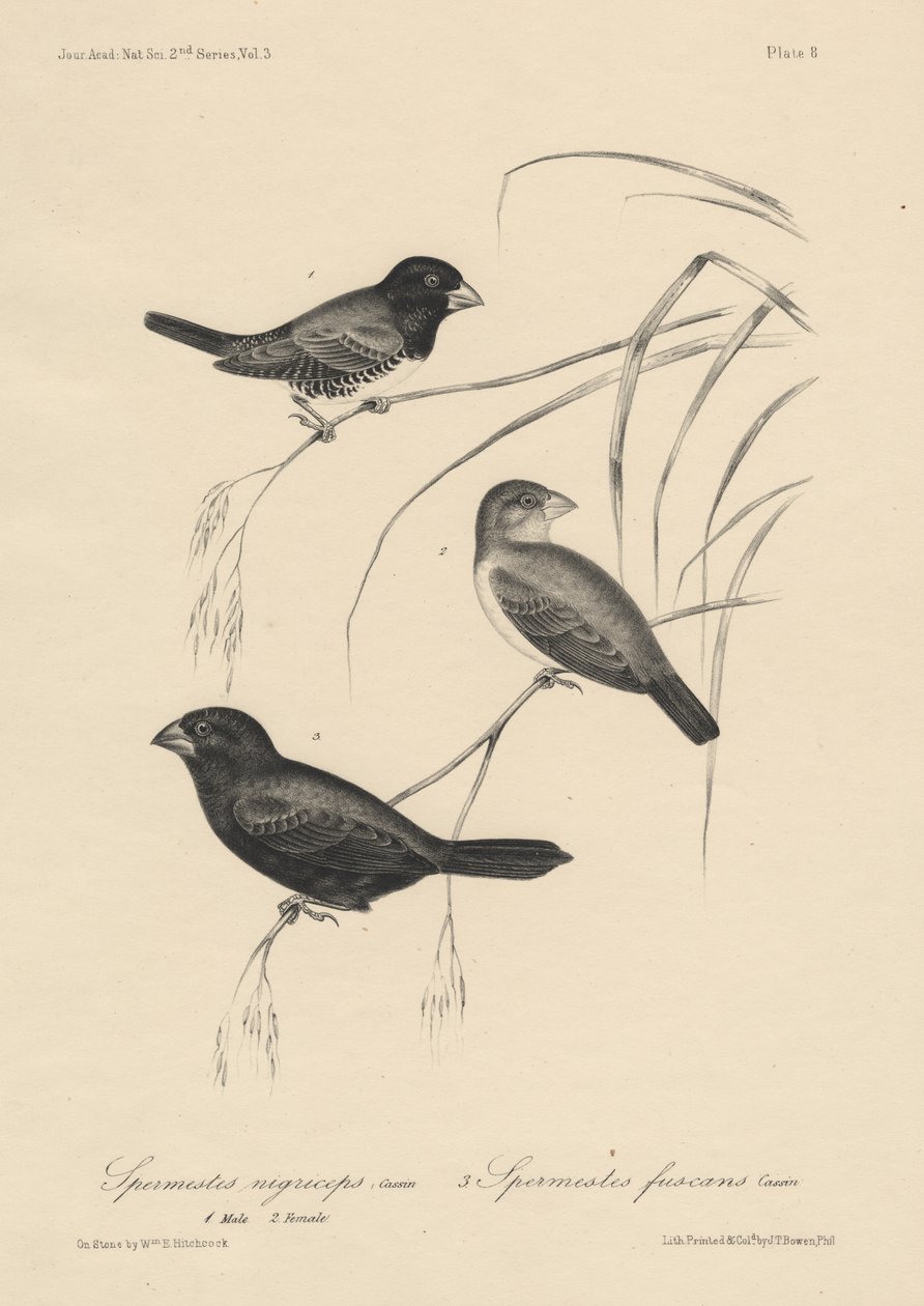 Spermestes Nigriceps (hane och hona) och Spermestes Fuscans, litografi av J.T. Bowen, 1850 av William E. Hitchcock