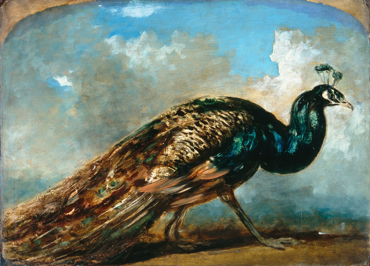 Studie av en påfågel (olja på kvarnbräda) av William Etty