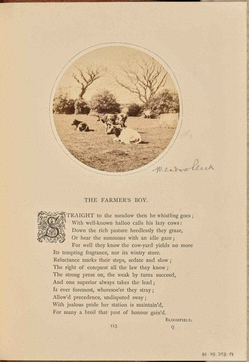 [Pastoral scen med boskap som vilar på ett fält, England] av William Grundy