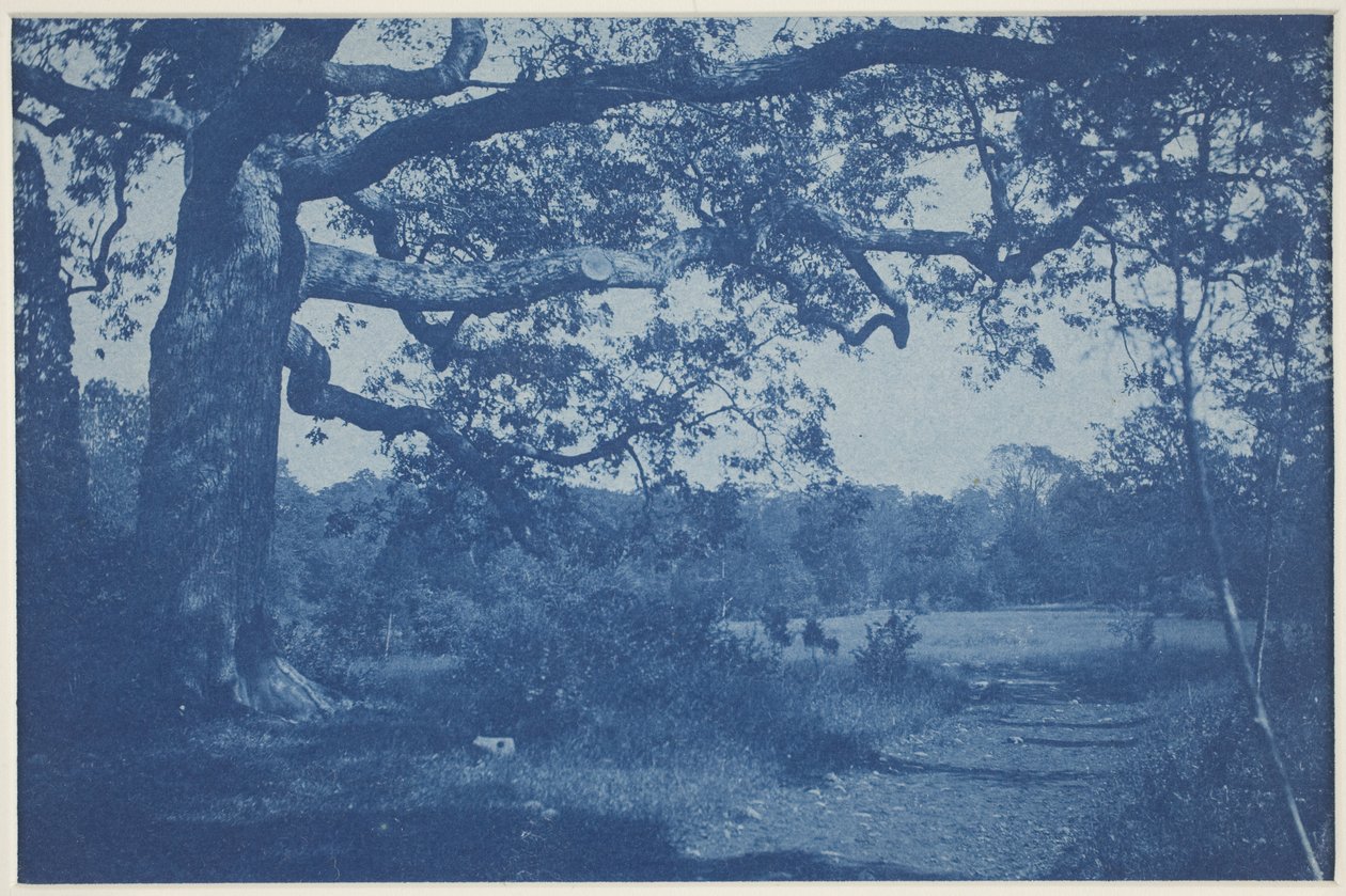 Stor ek vid Edge of Meadow av William H. Cades