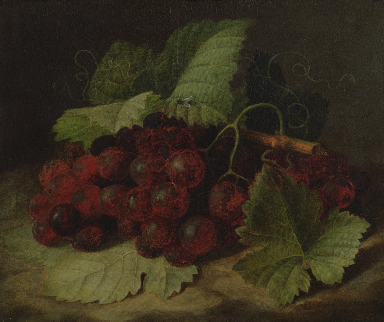 Stilleben av druvor av William Hammer