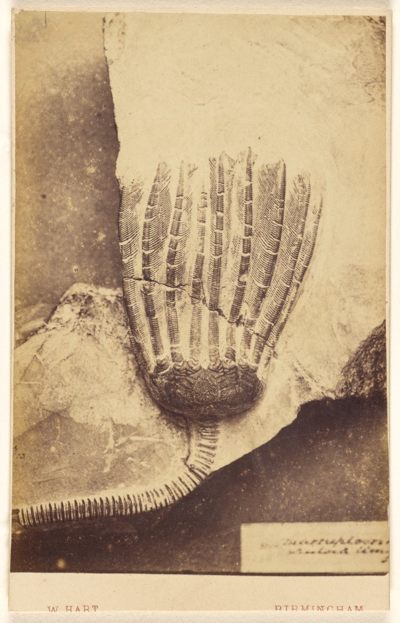 [Fossil av en krinoid] av William Hart