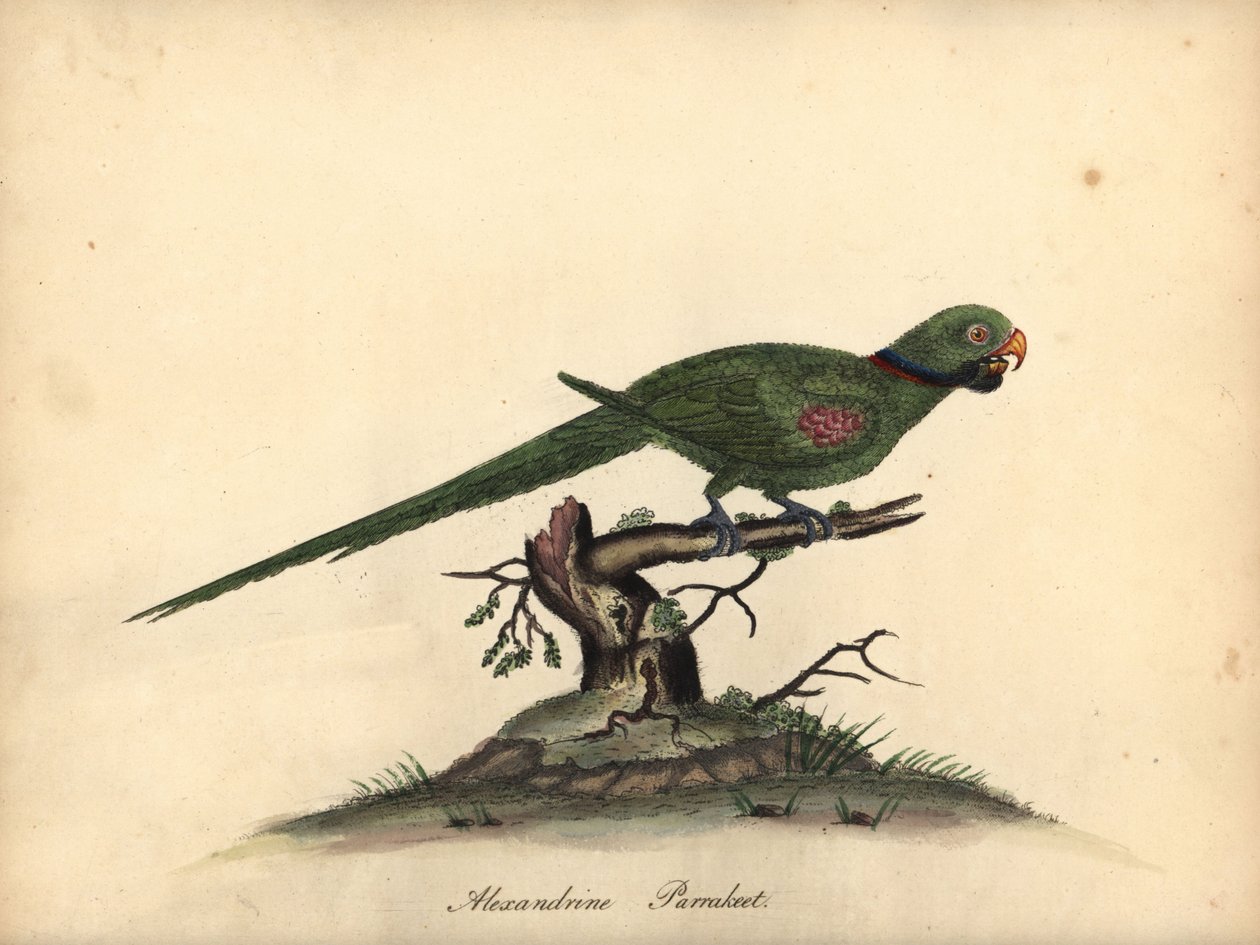 Alexandrine parakit, Psittacula eupatria. (Psittacus alexandri) Handkolorerad kopparstick av en illustration av William Hayes från Portraits of Rare and Curious Birds from the Menagery of Osterly Park. av William Hayes