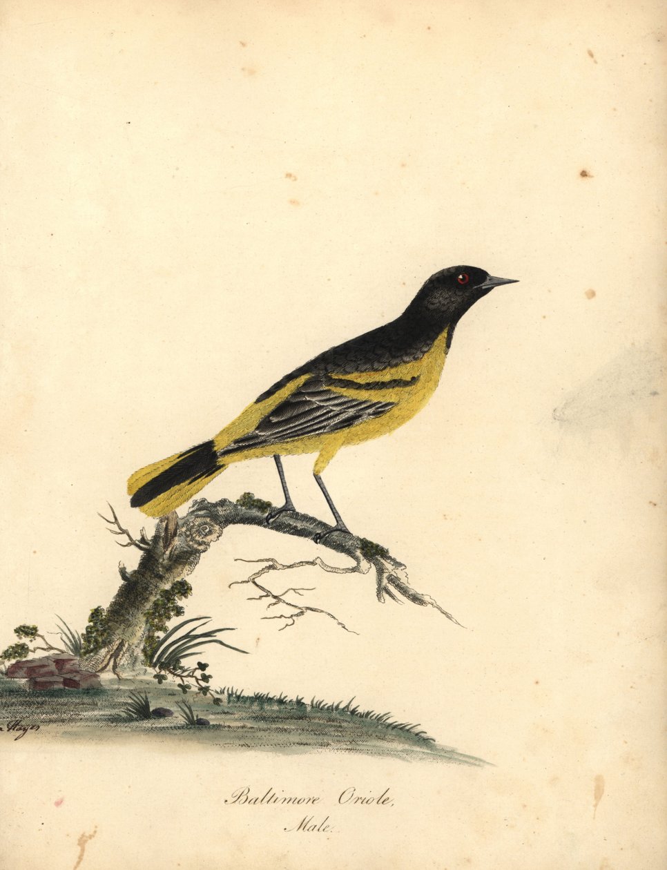 Baltimore oriole, Icterus galbula. (Baltimore oriole, Oriolus baltimore) Handkolorerad kopparstick av en illustration av Matilda Hayes från William Hayes