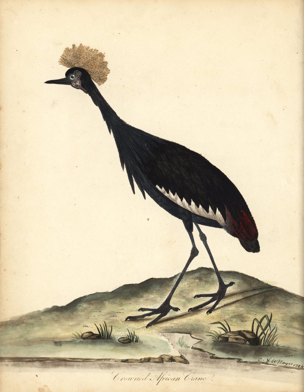 Svart krönt trana, Balearica pavonina. (Ardea pavonina). Sårbar. Handfärgad kopparstick av en illustration av William Hayes och hans barn C från Portraits of Rare and Curious Birds from the Menagery of Osterly Park (London: Bulmer av William Hayes