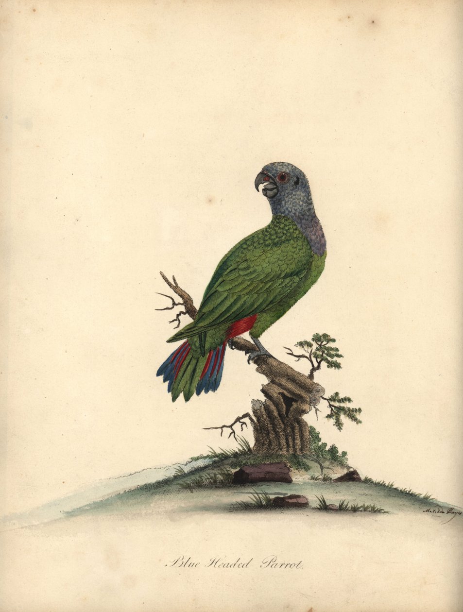 Blåhuvad papegoja, Pionus menstruus. (Psittacus menstruus) Handkolorerad kopparstick av en illustration av Matilda Hayes från William Hayes Porträtt av sällsynta och nyfikna fåglar från menageriet i Osterly Park. av William Hayes