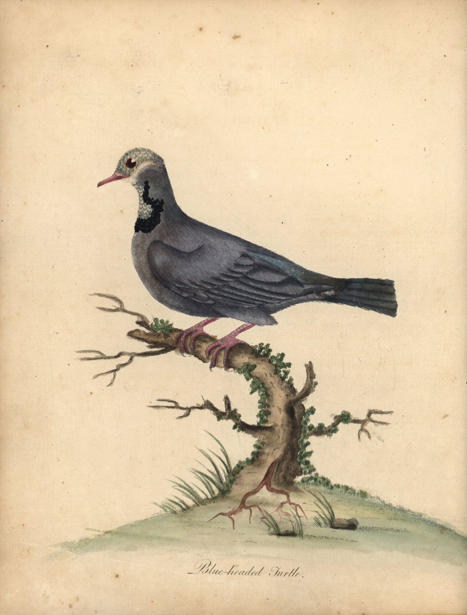 Blåhuvad vaktelduva, Starnoenas cyanocephala. Utrotningshotad. (Blåhuvad sköldpadda eller duva, Columba cyanocephala) Handfärgad kopparstick av en illustration av William Hayes från Portraits of Rare and Curious Birds from the Menagery of Osterly P av William Hayes