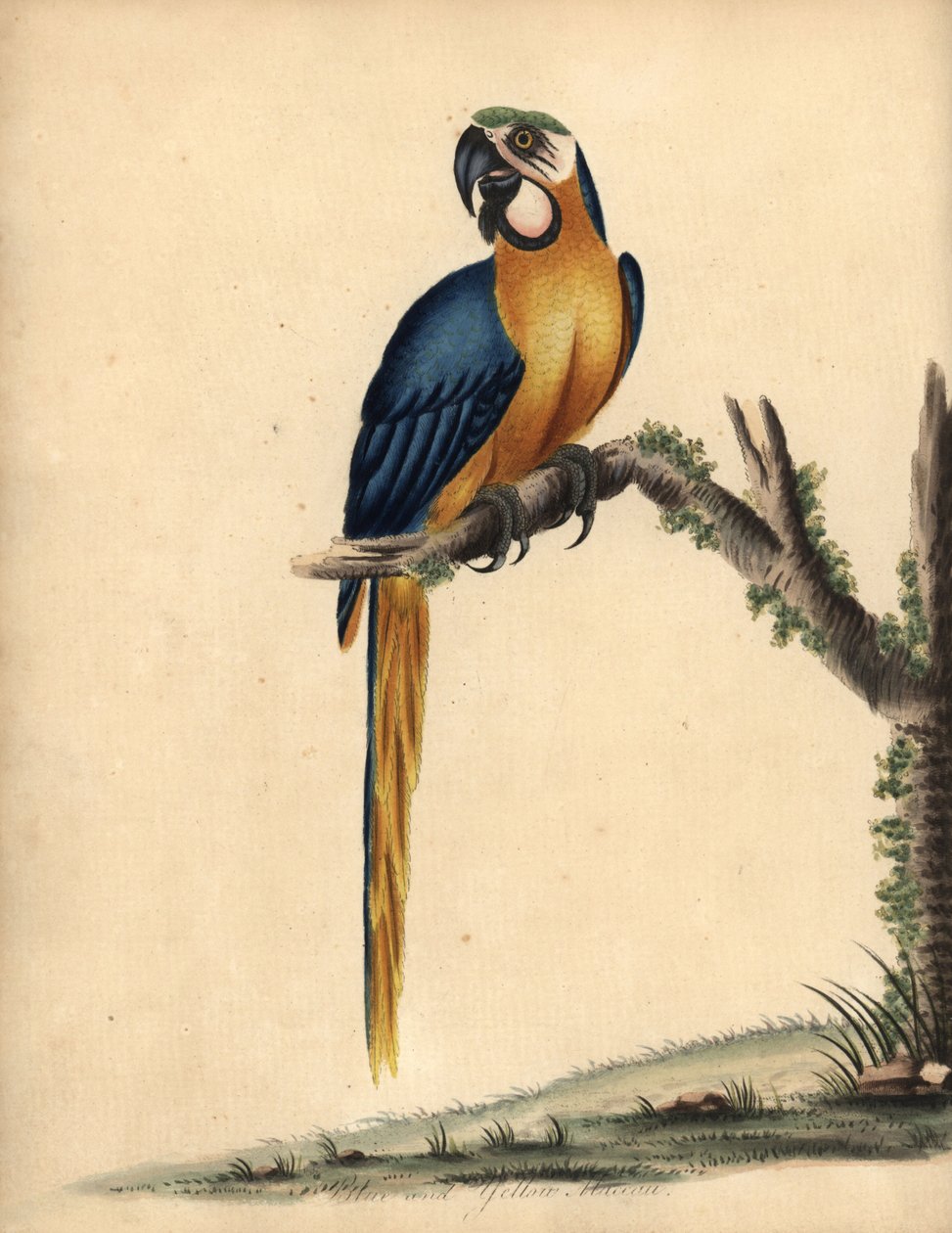 Blå och gul ara, Ara ararauna. (Blå och gul ara, Psittacus ararauna) Handfärgad kopparstick av en illustration av William Hayes från Portraits of Rare and Curious Birds from the Menagery of Osterly Park, London: Bulmer av William Hayes