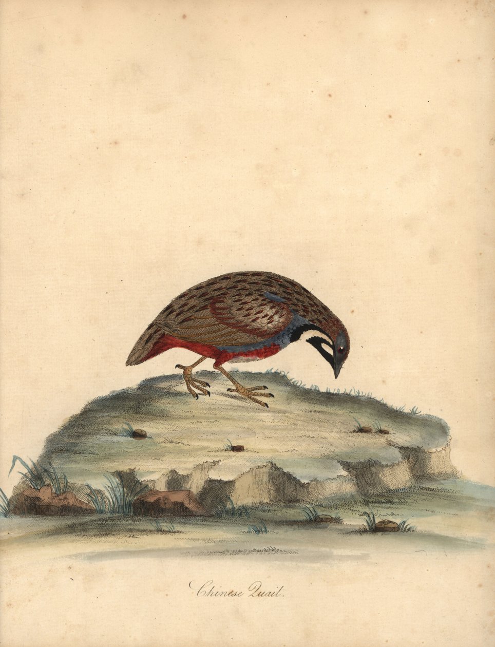 Blåknäppt vaktel, Coturnix chinensis. (Kinesisk vaktel, Tetrao chinensis) Handfärgad kopparstick av en illustration av William Hayes från Portraits of Rare and Curious Birds from the Menagery of Osterly Park, London: Bulmer av William Hayes