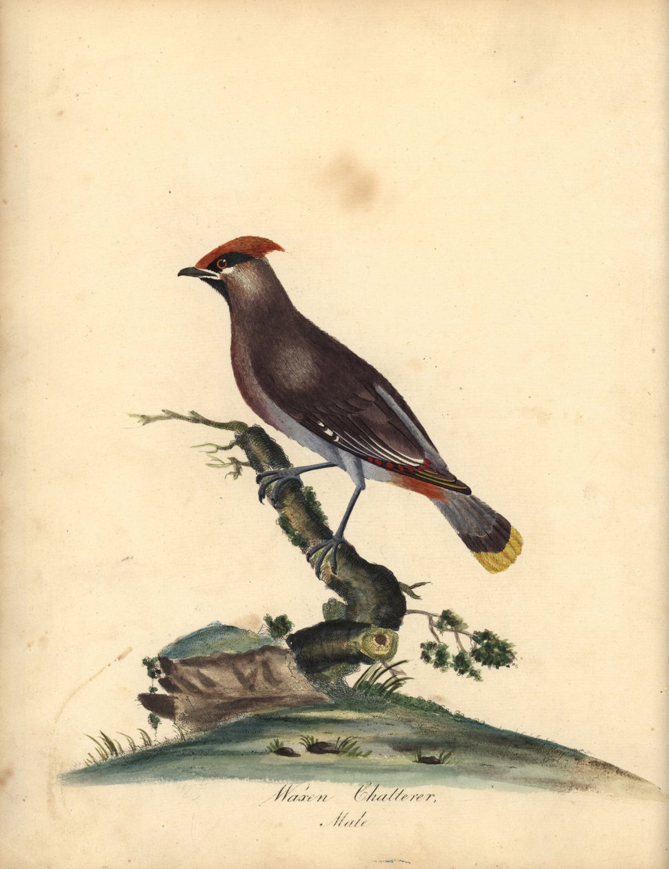 Bohemisk vaxvinge, Bombycilla garrulus. (Waxen chatterer, Ampelis garrulus) Handfärgad kopparstick av en illustration av A (Ann) Hayes från William Hayes