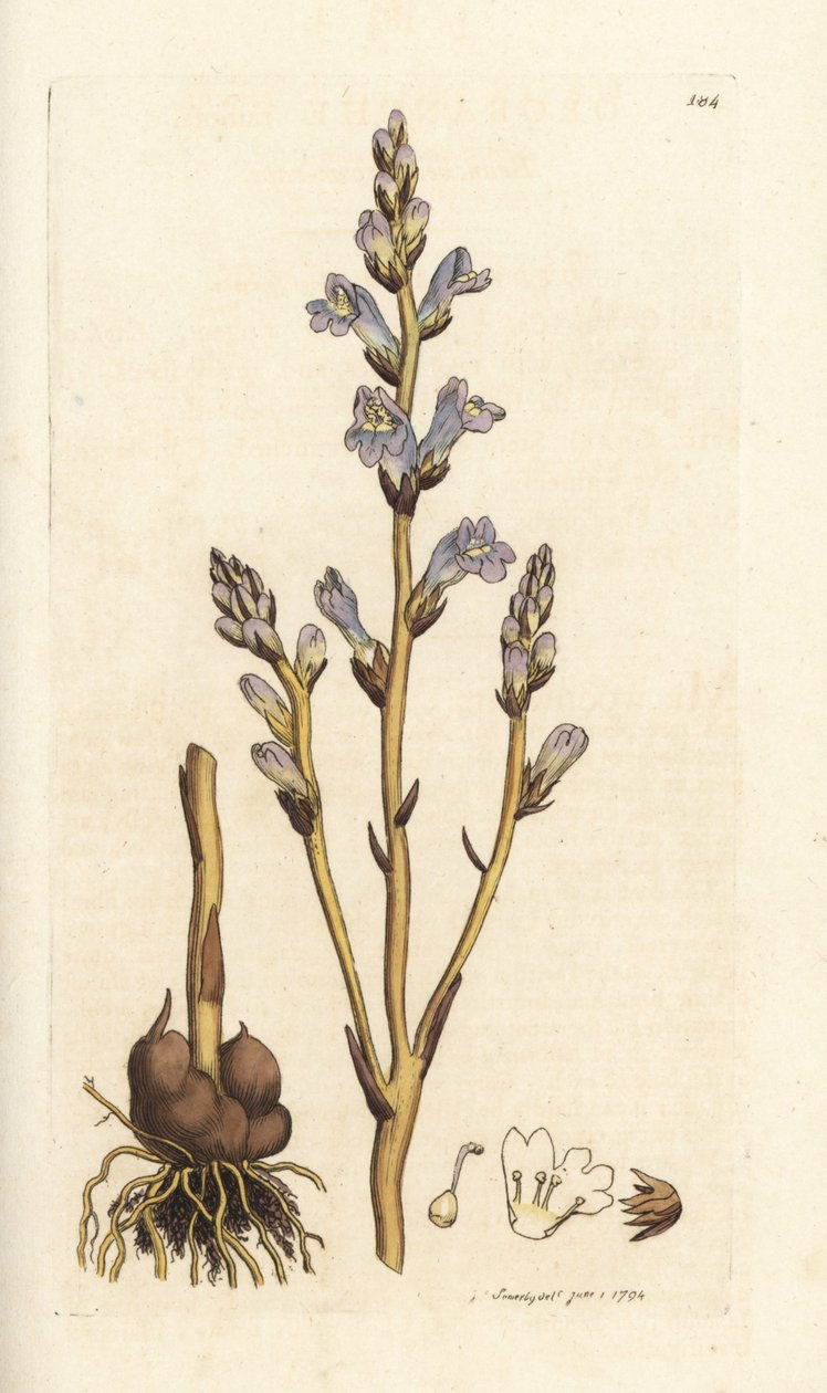Grenad kvast, Orobanche ramosa. Handkolorerad kopparstick av James Sowerby från James Smith