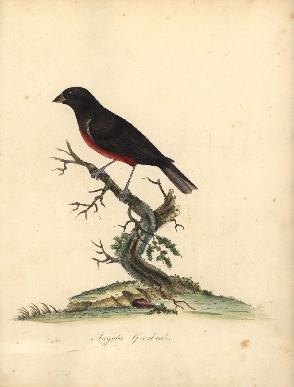Kastanjbukig fröfink, Oryzoborus angolensis. (Angola grosbeak, Loxia angolensis) Handfärgad kopparstick av en illustration av William Hayes från Portraits of Rare and Curious Birds from the Menagery of Osterly Park, London: Bulmer av William Hayes