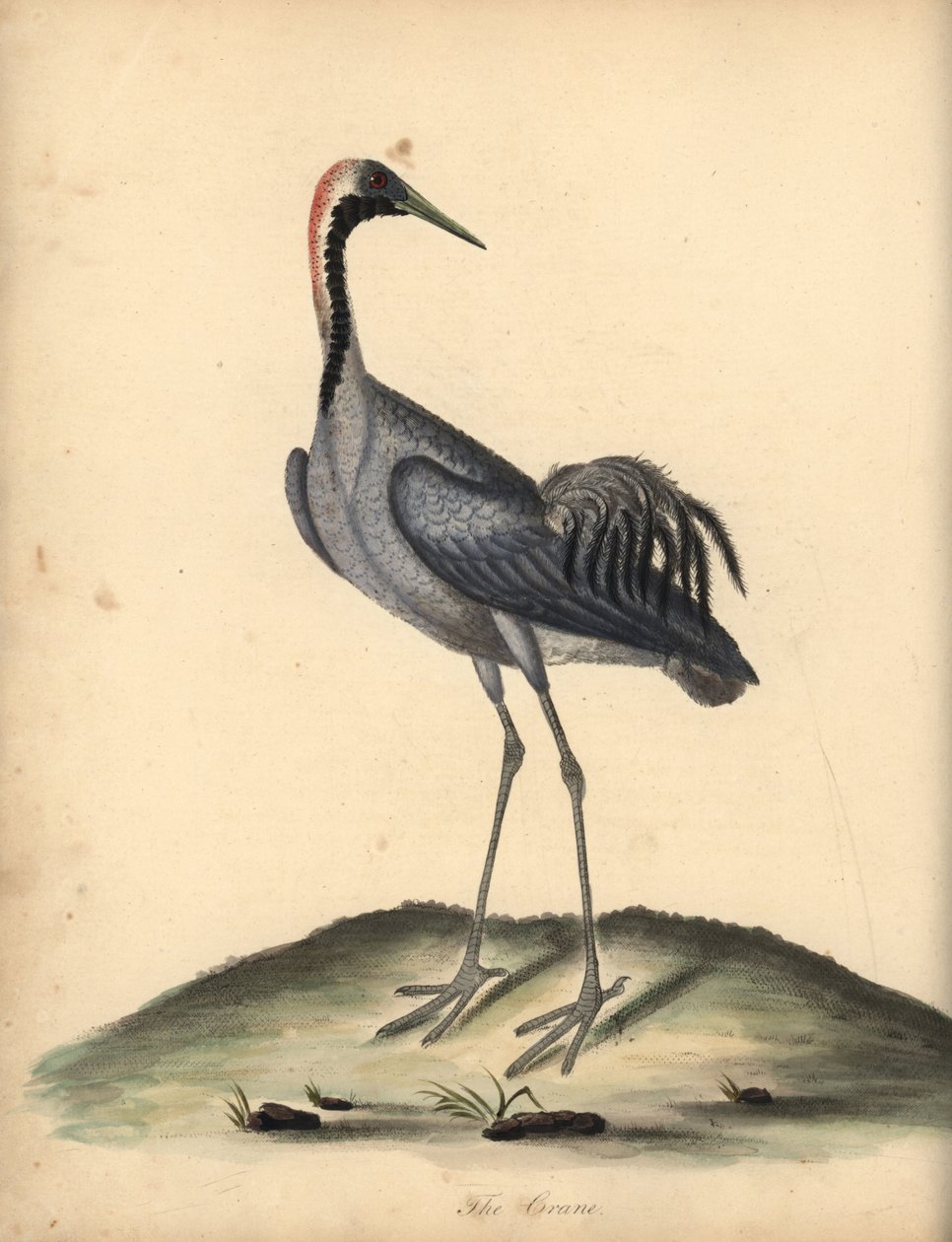 Vanlig trana, Grus grus. (Ardea grus) Handkolorerad kopparstick av en illustration av William Hayes från Portraits of Rare and Curious Birds from the Menagery of Osterly Park. av William Hayes