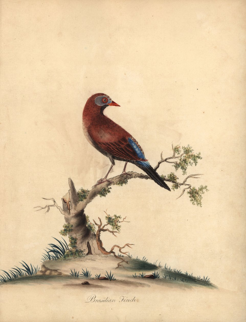 Vanlig grenadjär, Uraeginthus granatinus, infödd i Afrika. (Brasiliansk fink, Fringilla granatina) Handfärgad kopparstick av en illustration av William Hayes från Portraits of Rare and Curious Birds from the Menagery of Osterly Park, London: Bu av William Hayes