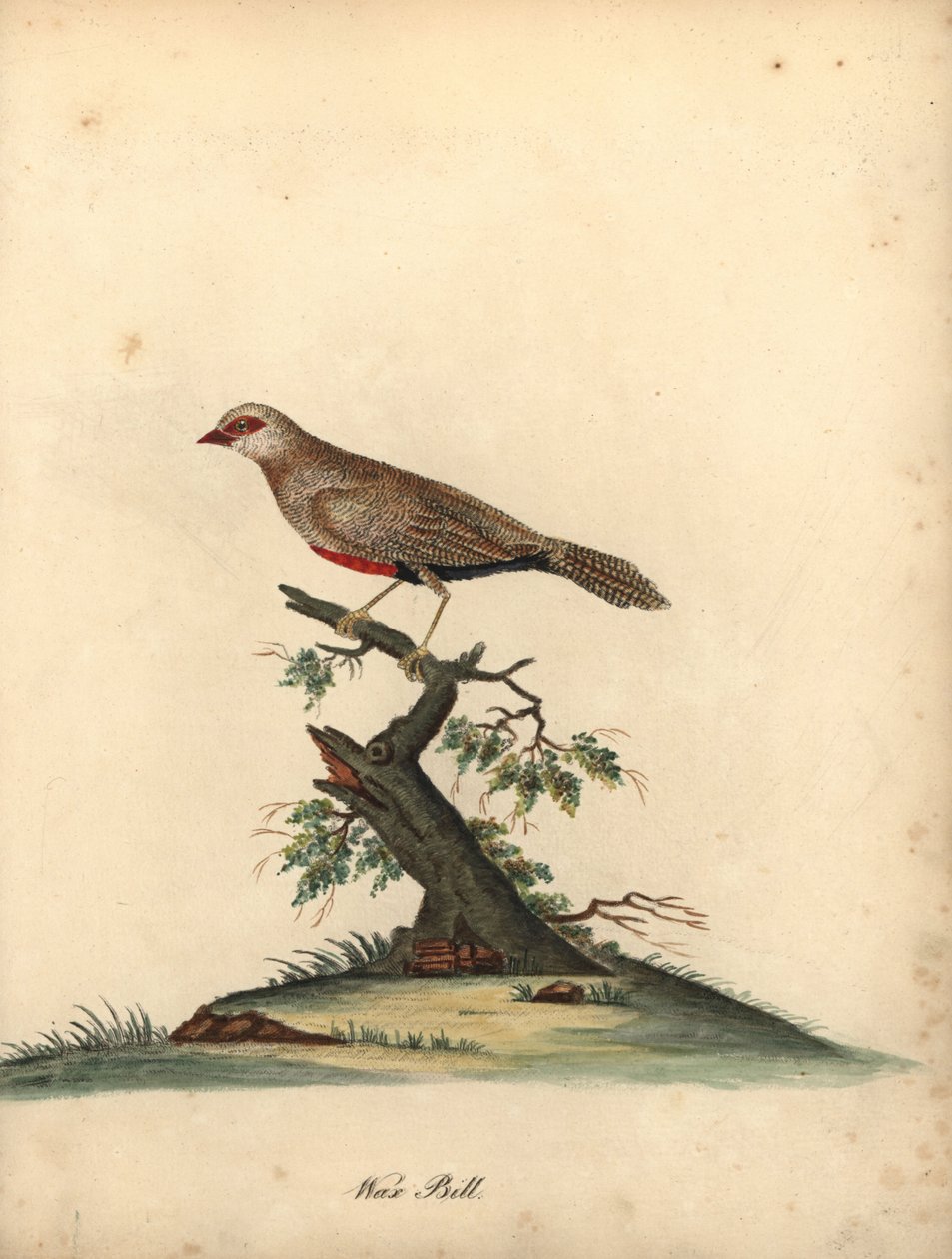 Vanlig vaxnäbb, Estrilda astrild. (Loxia astreld) Handfärgad kopparstick av en illustration av William Hayes från Portraits of Rare and Curious Birds from the Menagery of Osterly Park. av William Hayes