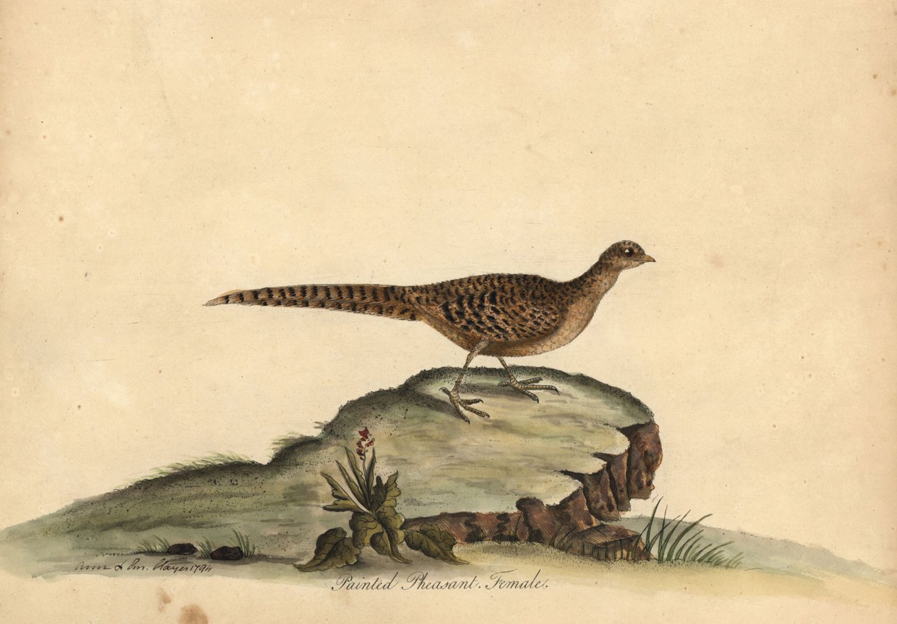 Gyllene eller kinesisk fasan, Chrysolophus pictus, kvinna. . av William Hayes