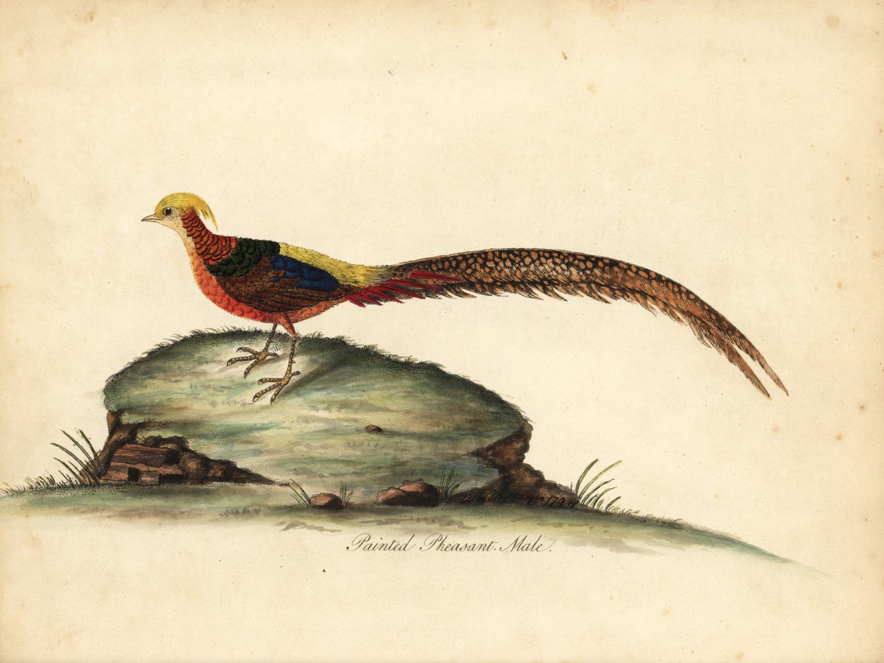 Gyllene eller kinesisk fasan, Chrysolophus pictus, hane. (Målad fasan, Phasianus pictus) Handfärgad kopparstick av en illustration av William Hayes från Portraits of Rare and Curious Birds from the Menagery of Osterly Park, London: Bulmer av William Hayes