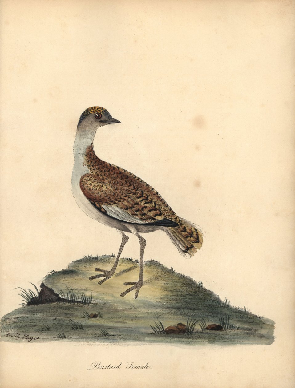 Stor bustard, Otis tarda, hona. Sårbar. Handkolorerad kopparstick av en illustration av William och Emily Hayes från William Hayes Porträtt av sällsynta och nyfikna fåglar från Menagery of Osterly Park. av William Hayes