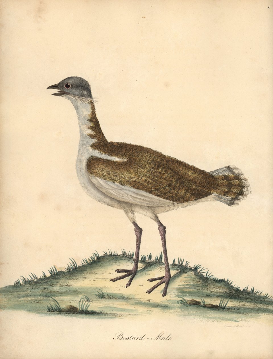 Stor bustard, Otis tarda, hane. Sårbar. Handfärgad kopparstick av en illustration av William Hayes från Portraits of Rare and Curious Birds from the Menagery of Osterly Park (London: Bulmer av William Hayes