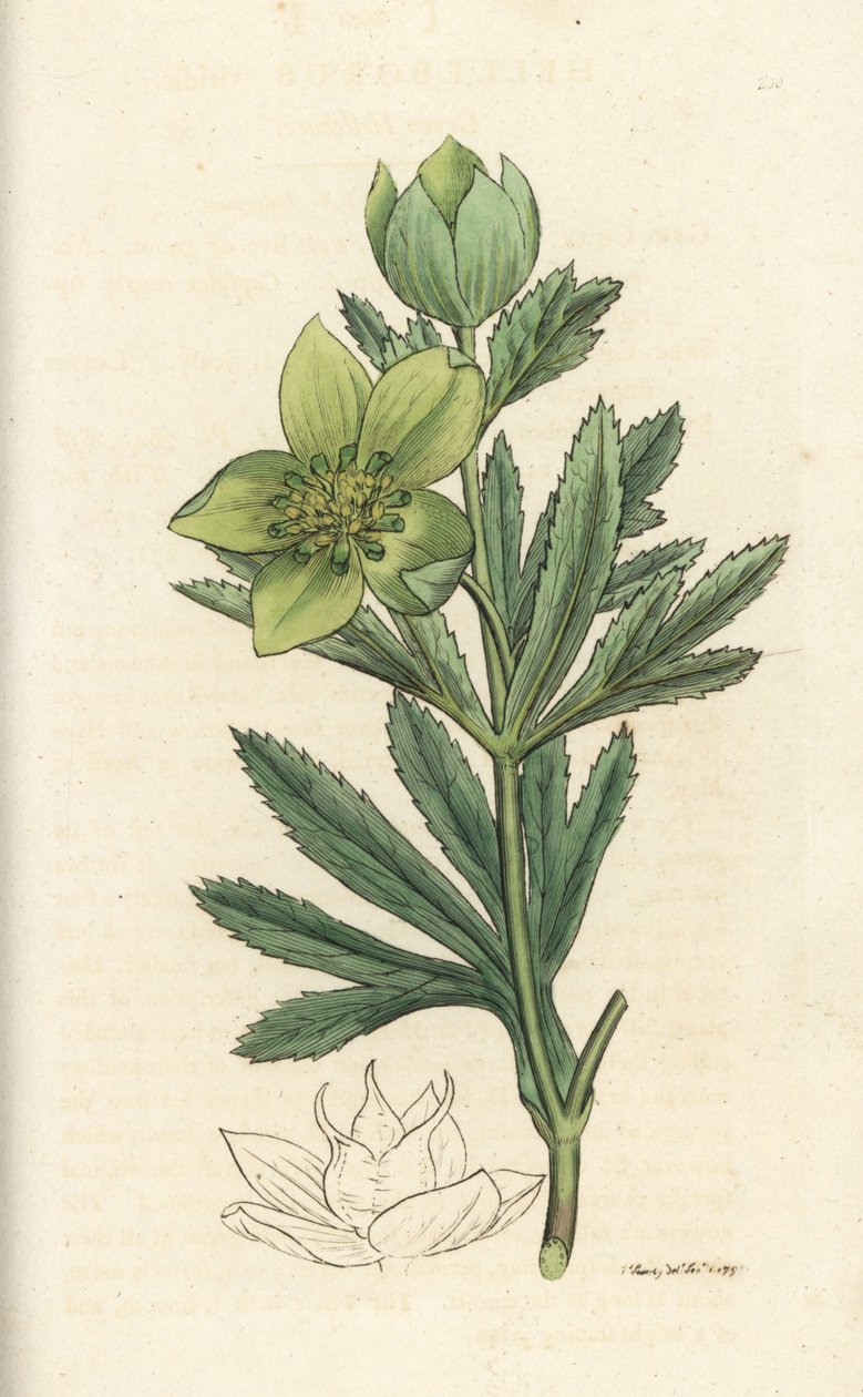 Grön hellebore, Helleborus viridis. Handkolorerad kopparstick av James Sowerby från James Smith