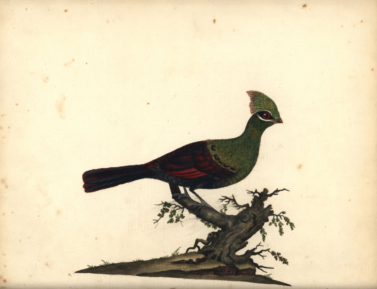 Guinea eller grön turaco, Tauraco persa. (Touraco, Cuculus persa) Handfärgad kopparstick av en illustration av William Hayes från Portraits of Rare and Curious Birds from the Menagery of Osterly Park, London: Bulmer av William Hayes