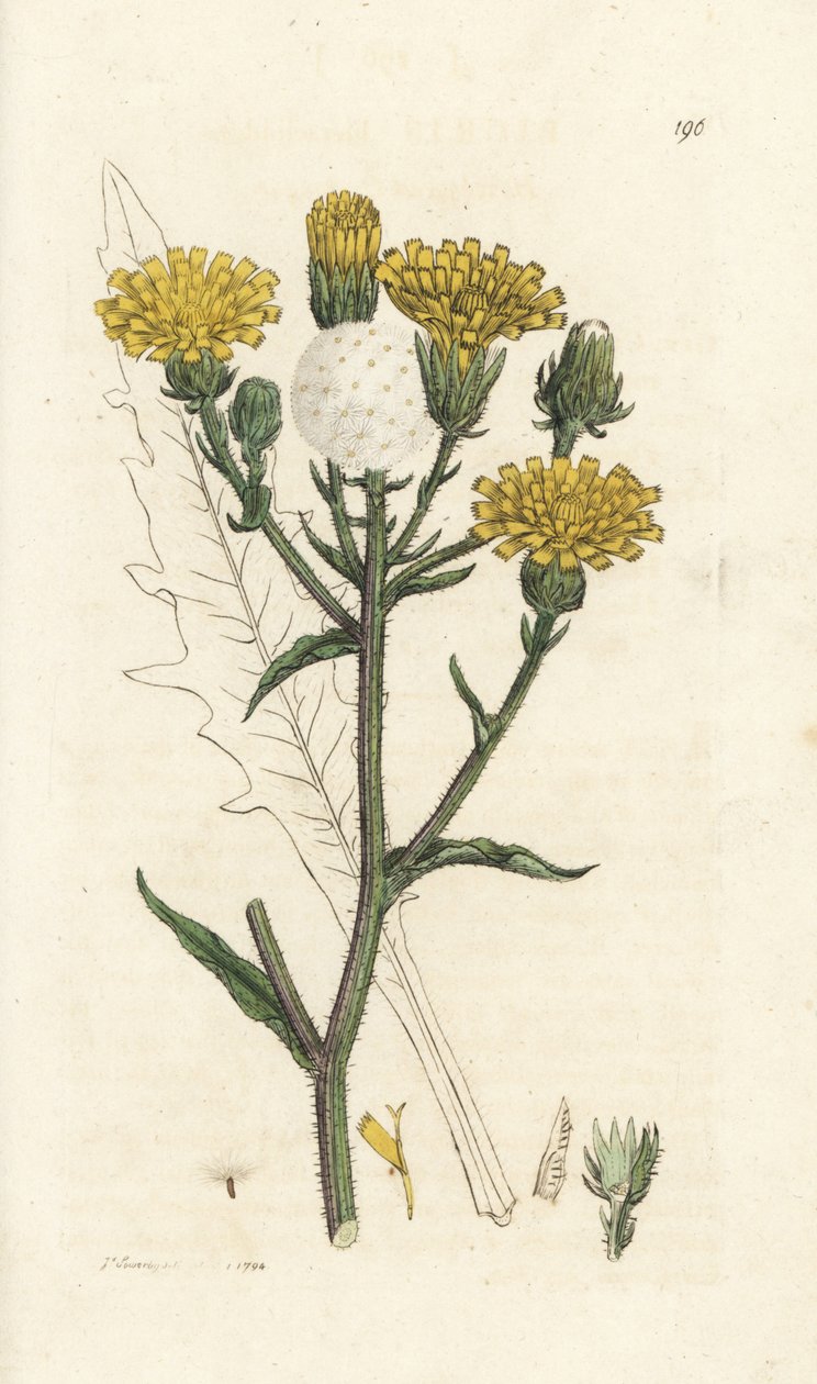 Hawkweed oxtunga, Picris hieracioides. Handkolorerad kopparstick av James Sowerby från James Smith