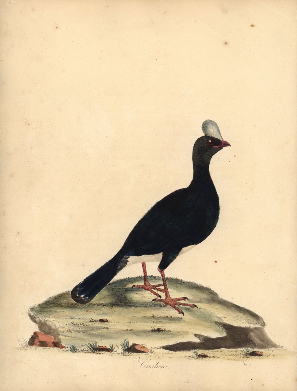 Behornad currasow, Pauxi unicornis. Utrotningshotad. (Cushew, Crax pauxi). Handfärgad kopparstick av en illustration av William Hayes från Portraits of Rare and Curious Birds from the Menagery of Osterly Park (London: Bulmer av William Hayes