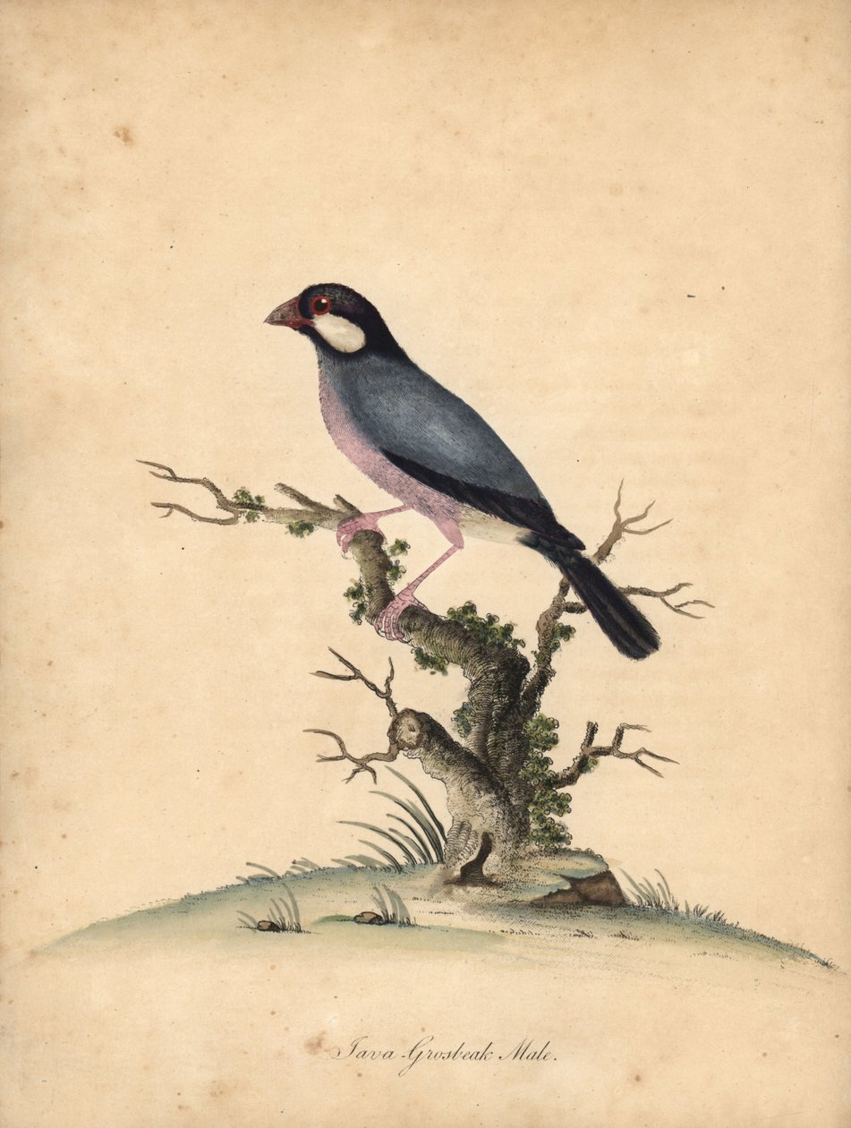 Javasparv, Lonchura oryzivora. Sårbar. (Java grosbeak, Loxea oryxivora) Handfärgad kopparstick av en illustration av William Hayes från Portraits of Rare and Curious Birds from the Menagery of Osterly Park, London: Bulmer av William Hayes