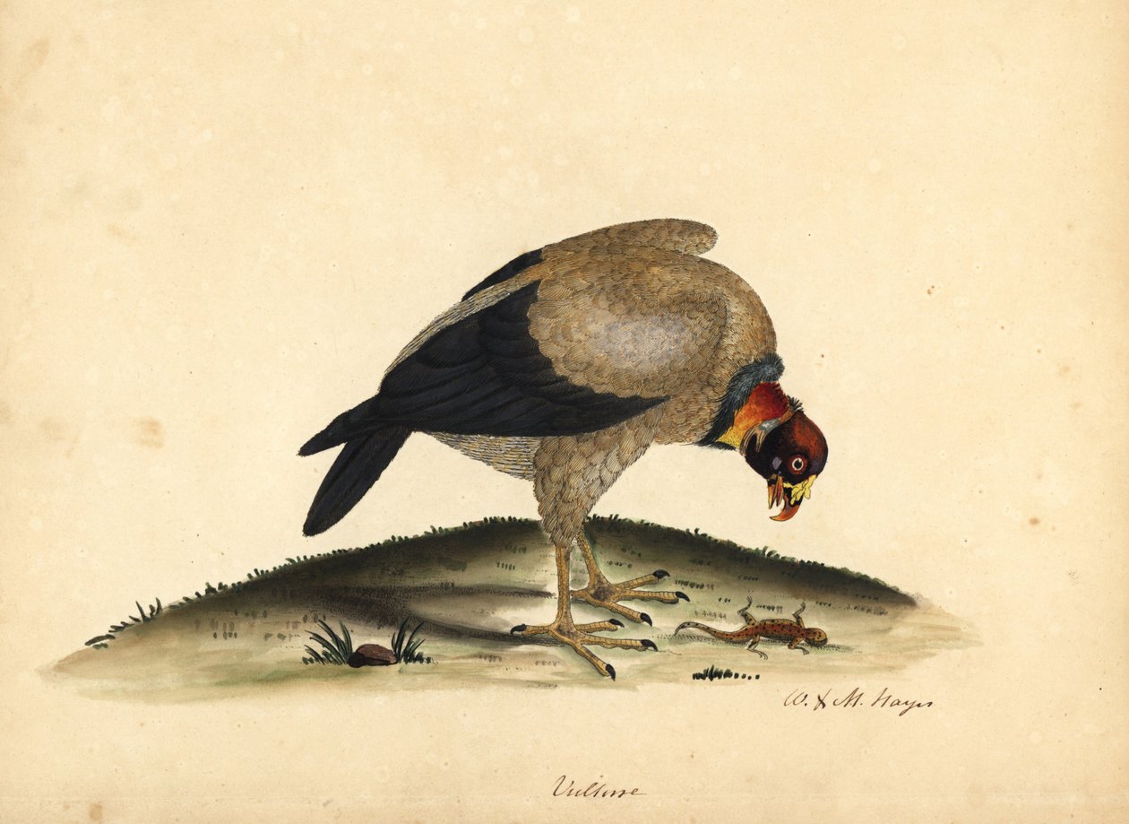 Kungsgam, Sarcoramphus papa (Vultur papa). Handkolorerad kopparstick av en illustration av William Hayes och hans dotter M (Matilda) från Portraits of Rare and Curious Birds from the Menagery of Osterly Park. av William Hayes