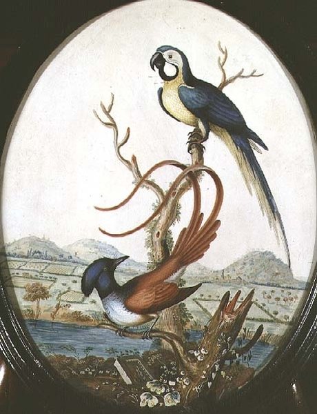 Lyrebird och Jay av William Hayes