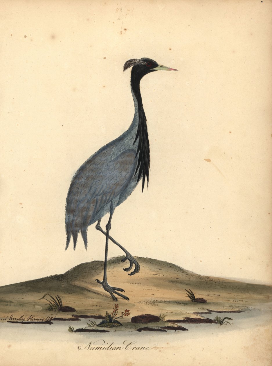 Mademoiselle trana, Anthropoides virgo (Numidian trana, Ardea virgo). Handkolorerad kopparstick av en illustration av Ann och Emily Hayes från William Hayes Porträtt av sällsynta och nyfikna fåglar från Menagery of Osterly Park. av William Hayes
