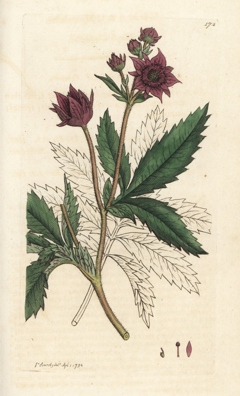 Marsh cinquefoil, Comarum marsh. Handkolorerad kopparstick av James Sowerby från James Smith