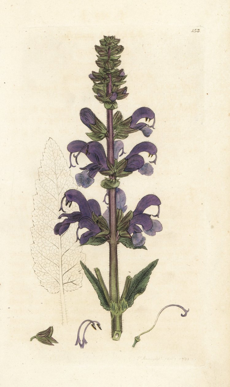 Ängsklar, Salvia pratensis. Handkolorerad kopparstick av James Sowerby från James Smith