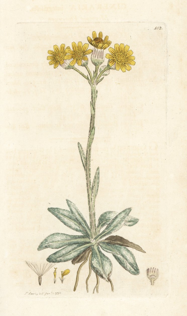 Fjällloppört, Tephroseris integrifolia (Cineraria integrifolia). Handkolorerad kopparstick av James Sowerby från James Smith